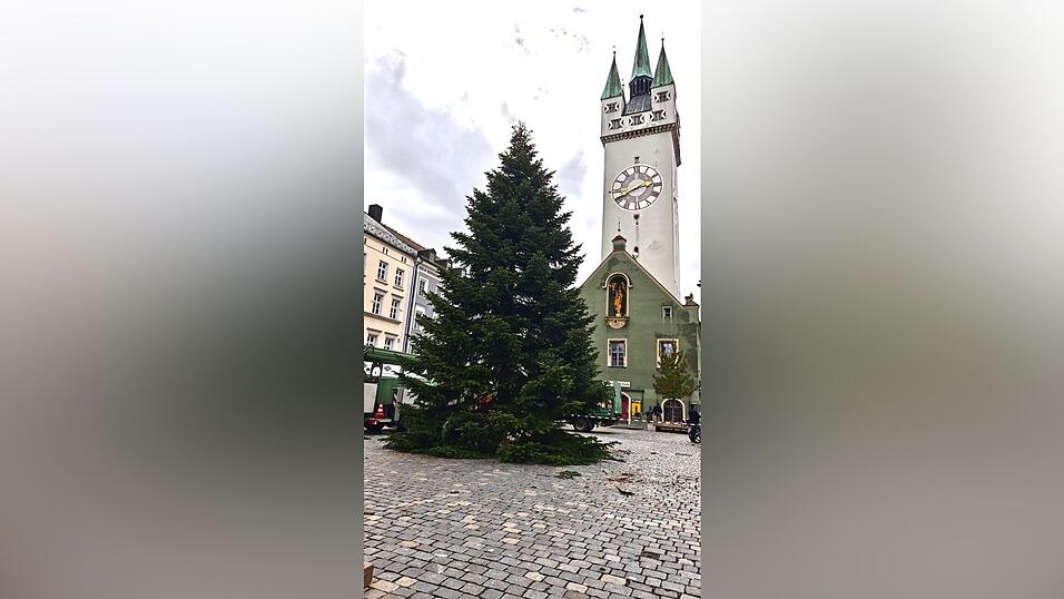 Da war er gerade angekommen: der Straubinger Weihnachtsbaum am Montag. Da war er gerade angekommen: der Straubinger Weihnachtsbaum am Montag.