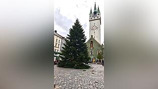 Da war er gerade angekommen: der Straubinger Weihnachtsbaum am Montag. Da war er gerade angekommen: der Straubinger Weihnachtsbaum am Montag.