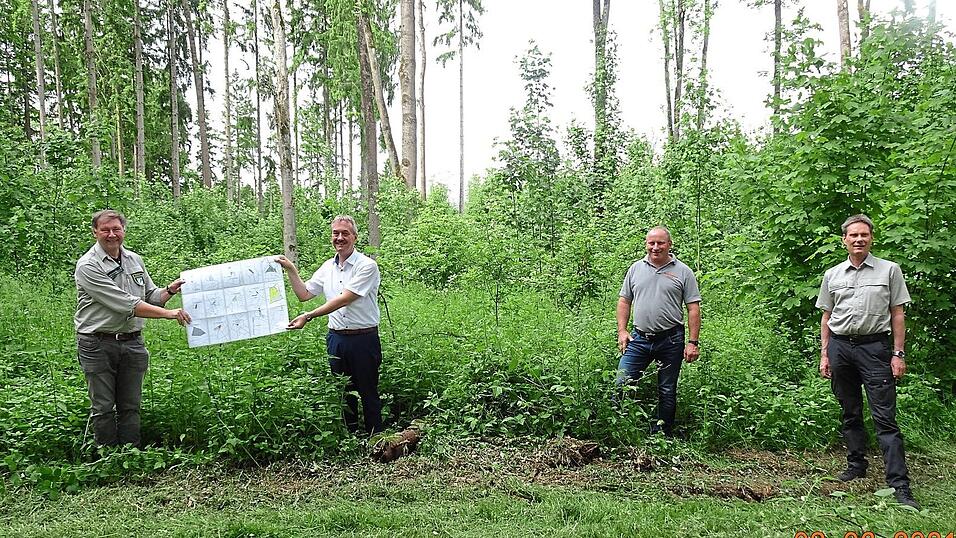 Waldverj&uuml;ngung und -umbau im Paringer Wald, v. l. Der Siegenburger Forstrevierleiter Winfried Scharold (links) erl&auml;uterte B&uuml;rgermeister Herbert Blascheck (2.v.l.), Bauhofleiter Heribert Roithmeier (3.v.l.) und Christian Kleiner (AELF-Abteilungsleiter 'Forsten') im Paringer Wald wie Waldverj&uuml;ngung und -umbau aussehen k&ouml;nnen.