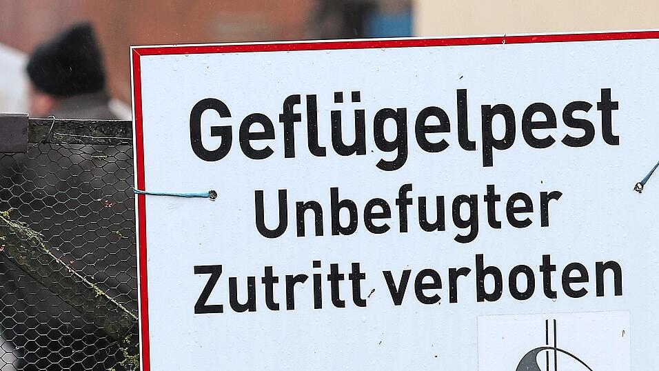 Bei Verdacht auf Vogelgrippe muss der gesamte Geflügelbestand getötet werden. Der Betrieb wird streng abgeriegelt. Bei Verdacht auf Vogelgrippe muss der gesamte Geflügelbestand getötet werden. Der Betrieb wird streng abgeriegelt.