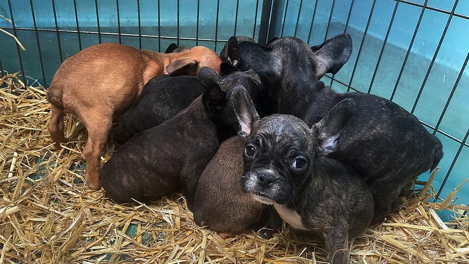Im Advent boomt der illegale Welpenhandel laut dem bayerischen Landesverband des Deutschen Tierschutzbunds. (Archivbild) Im Advent boomt der illegale Welpenhandel laut dem bayerischen Landesverband des Deutschen Tierschutzbunds. (Archivbild)