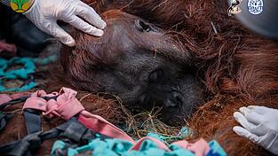 Das Orang-Utan-Männchen starb wahrscheinlich infolge der Waldbrände. Das Orang-Utan-Männchen starb wahrscheinlich infolge der Waldbrände.