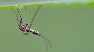 Die Rheinschnake ist eine in Deutschland h&auml;ufig vorkommende Stechm&uuml;ckenart.