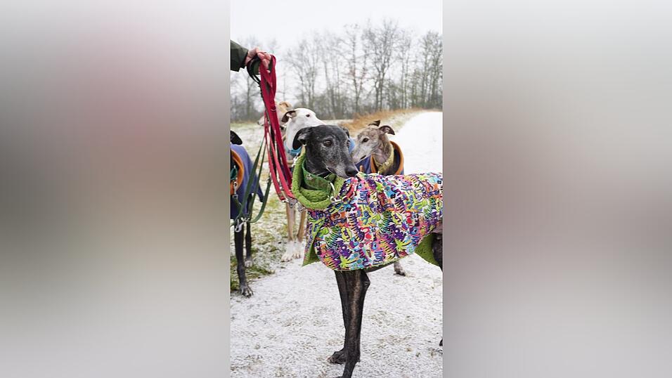 Majo (vorn) und Mellow (dahinter) suchen noch ein Körbchen für immer. Majo (vorn) und Mellow (dahinter) suchen noch ein Körbchen für immer.