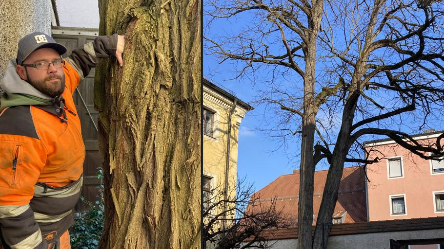 Herbert Rogl zeigt den tiefen Riss am r&uuml;ckw&auml;rtigen Teil des Baumes.