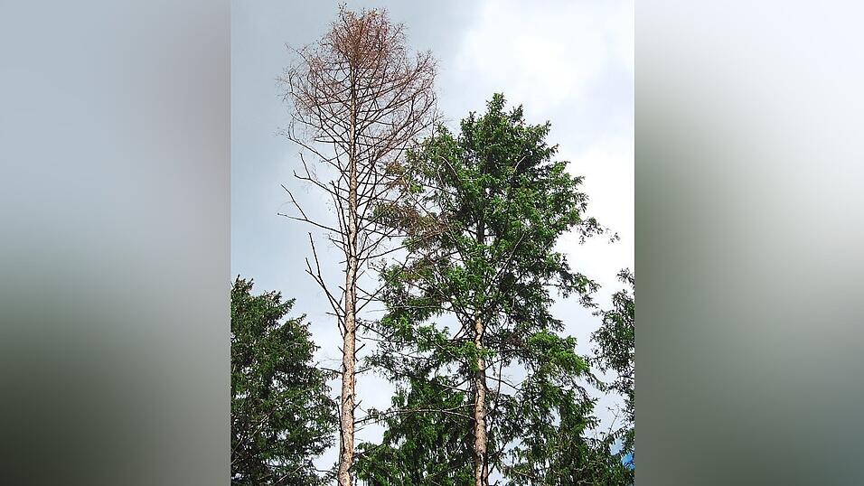 Ein vom Borkenkäfer befallener Baum im Landkreis Landshut. Ein vom Borkenkäfer befallener Baum im Landkreis Landshut.
