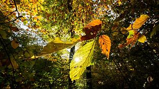 Im Laufe der Woche sind mancherorts Temperaturen bis 20 Grad möglich