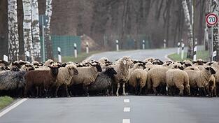 Eine querende Schafsherde ist in Schwaben von einem Auto angefahren worden. (Symbolbild)