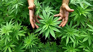 Auf einem Feld im Osten von Landshut entdeckten Polizeibeamte Hunderte von Marihuana-Pflanzen.&nbsp;