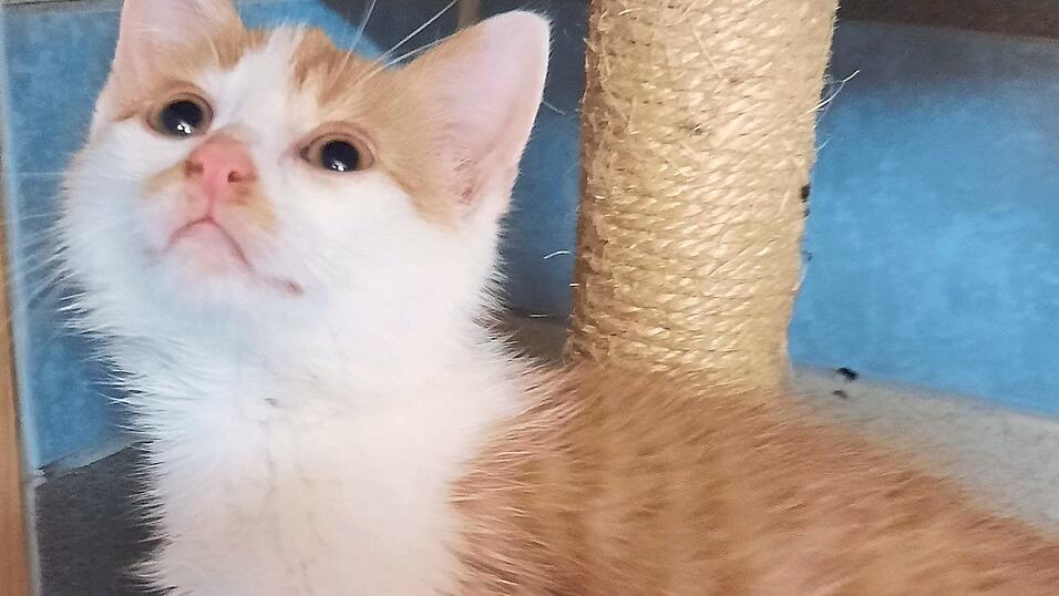 Eigentlich kein Fall f&uuml;r die Katzenhilfe: Der kleine Maxl, neun Wochen alt, ist zutraulich, verschmust und in normalen Zeiten im Handumdrehen in ein neues Zuhause vermittelt. Doch ob bei der Katzenhilfe, im Tierheim oder bei sonstigen Tierschutzorganisationen: Die Vermittlung l&auml;uft seit l&auml;ngerer Zeit extrem schleppend.