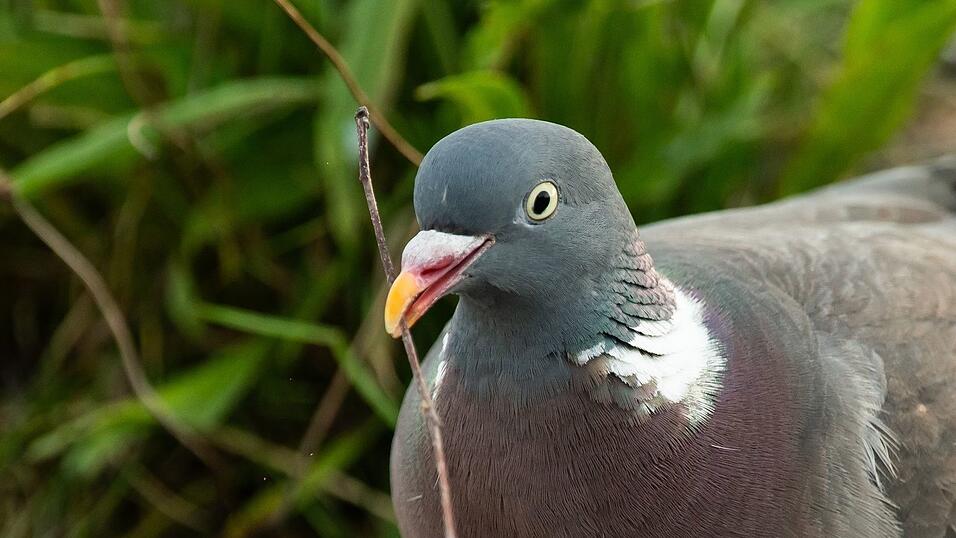Die Taube starb durch den Tritt des 58-Jährigen. (Symbolbild) Die Taube starb durch den Tritt des 58-Jährigen. (Symbolbild)