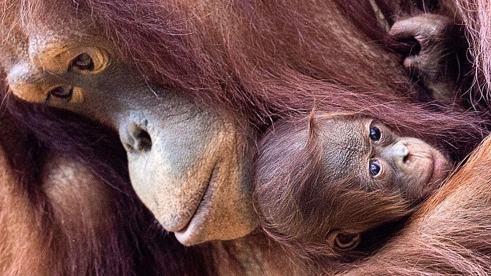 Orang-Utans sind faszinierend und einzigartig - und leben nur auf den Inseln Sumatra und Borneo. (Archivbild)
