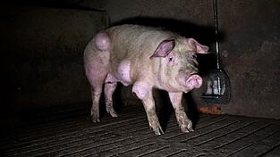 Die spanische Nichtregierungsorganisation Arge hat grausige Fotos aus einem Schweinemastbetrieb in der Provinz Teruel ver&ouml;ffentlicht und Anzeige gegen die Verantwortlichen erstattet.