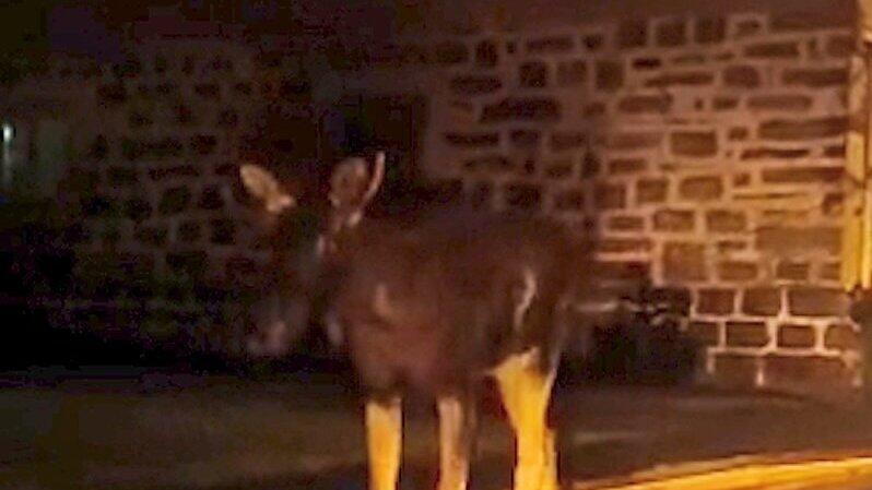 Der junge Elch durchkreuzte bei seiner Wanderschaft das niederbayerische Dorf Bischofsreut.
