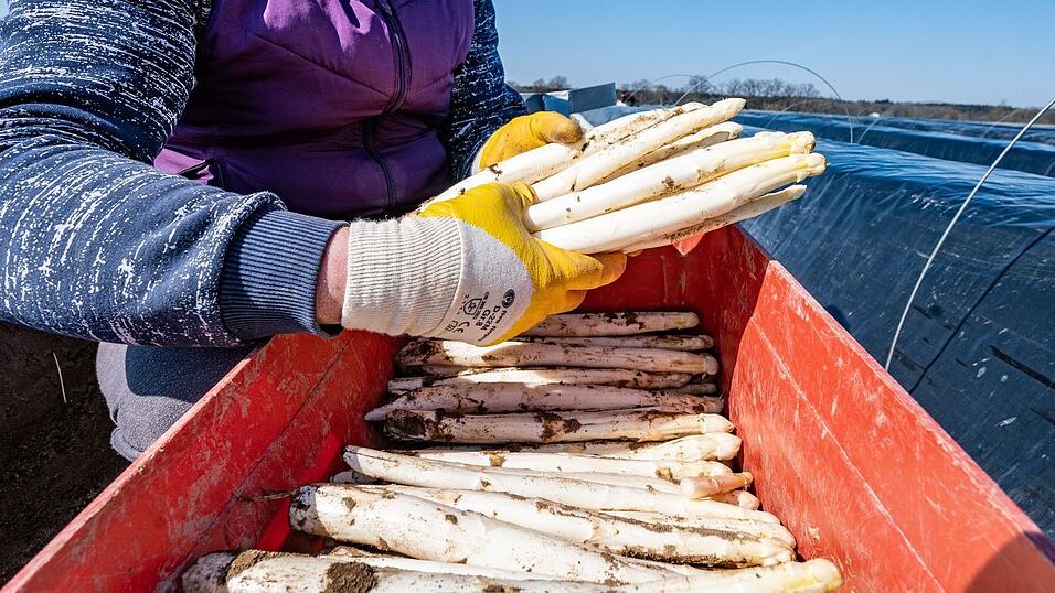 Spargelernte ist Handarbeit. (Archivbild)