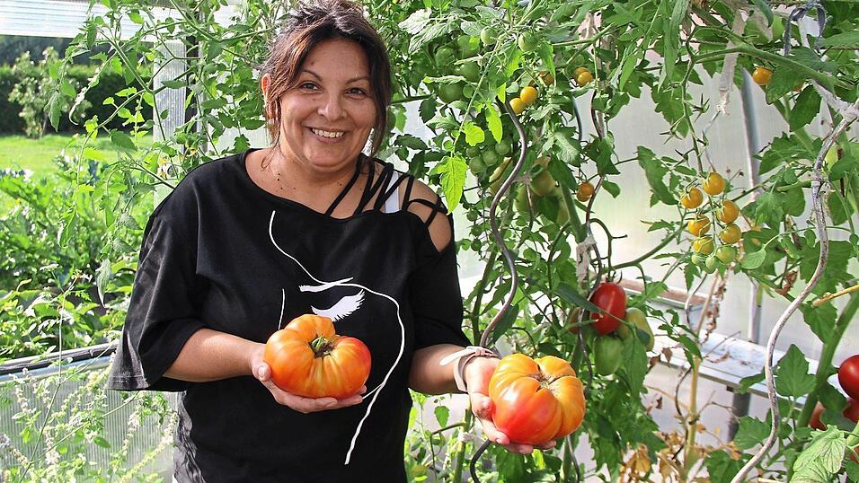 Schmecken nach Ananas und Melone: Ananas-Tomaten, die Maria Pohmann heuer zum zweiten Mal angebaut hat. Diese beiden Exemplare wiegen 630 und 550 Gramm. Schmecken nach Ananas und Melone: Ananas-Tomaten, die Maria Pohmann heuer zum zweiten Mal angebaut hat. Diese beiden Exemplare wiegen 630 und 550 Gramm.