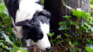 In einem Waldstück bei Wenzenbach (Kreis Regensburg) sind am Dienstag Giftköder gefunden worden. (Symbolbild) In einem Waldstück bei Wenzenbach (Kreis Regensburg) sind am Dienstag Giftköder gefunden worden. (Symbolbild)