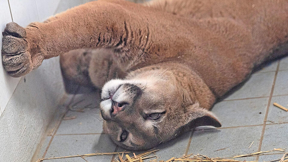 Der Puma Penelope liegt im Exotenhaus der Auffangstation f&uuml;r Reptilien M&uuml;nchen in einem Gehege und braucht dringend eine weiterf&uuml;hrende medizinische Versorgung. Die soll die Raubkatze nun bekommen.