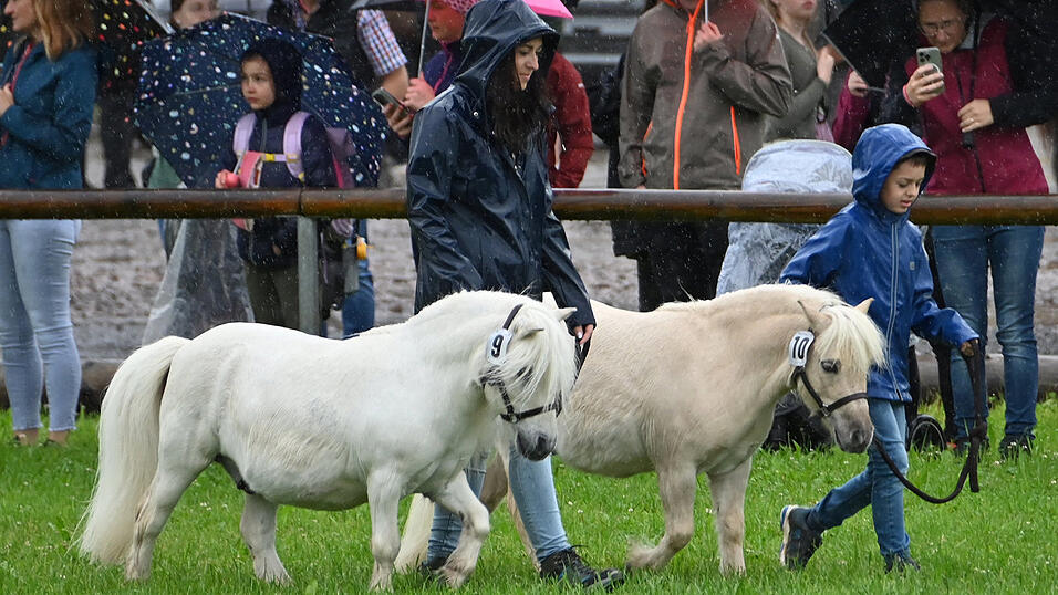 Mutter und Sohn Schedlbauer führten stolz ihre Shetlandponys vor. Mutter und Sohn Schedlbauer führten stolz ihre Shetlandponys vor.