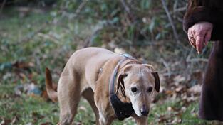 Wie alt sind Hunde in Menschenjahren umgerechnet? Bislang galt dabei immer wieder die Faustregel, dass ein Hundejahr sieben Menschenjahren entspricht. Doch Forscher f&uuml;hrten diese Formel nun ad absurdum. (Symbolbild)