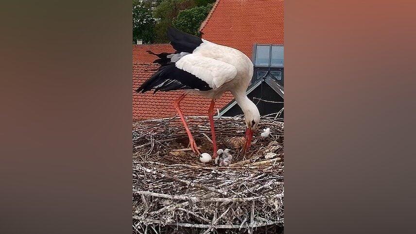 Die Webcam von Sport Erdl l&auml;sst am Aufwachsen des Storchennachwuchses teilhaben.