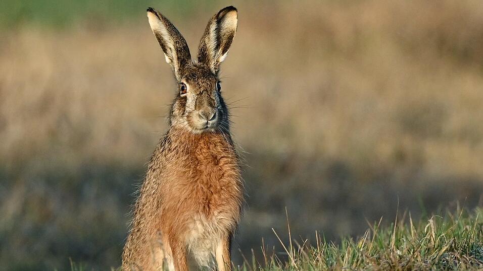 Bei Dalking wurde ein Hase gefunden, der den Erreger der Hasenpest in sich trägt. Bei Dalking wurde ein Hase gefunden, der den Erreger der Hasenpest in sich trägt.