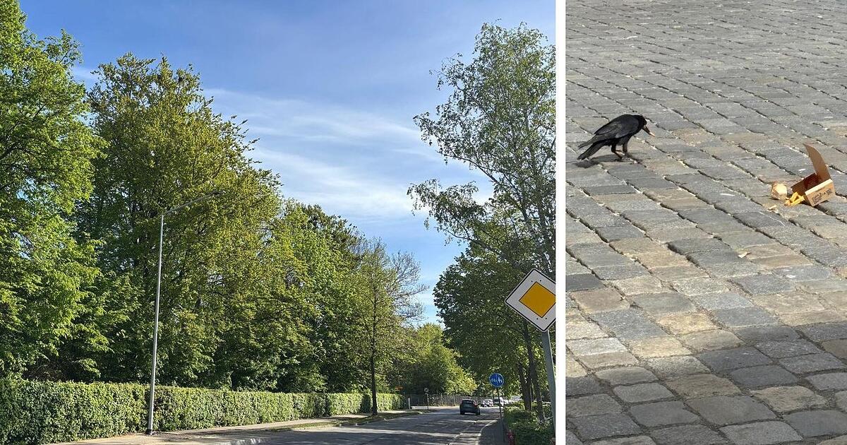 Von Kuschelfaktoren und Allesfressern: Saatkrähen in Straubing