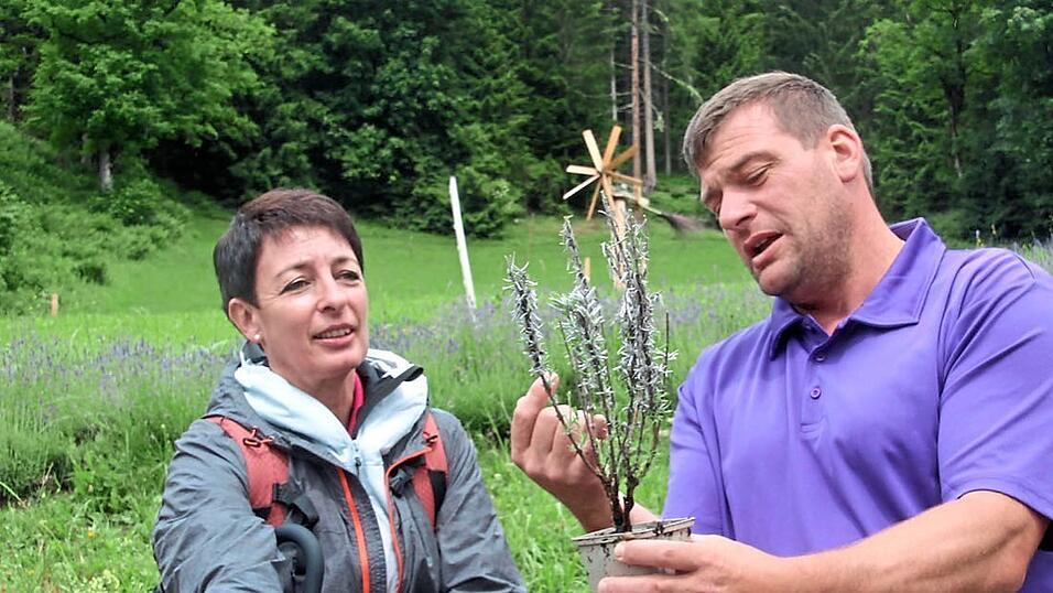 Auf mehr als 1 200 Metern Höhe baut Michael Warter Lavendel an.
