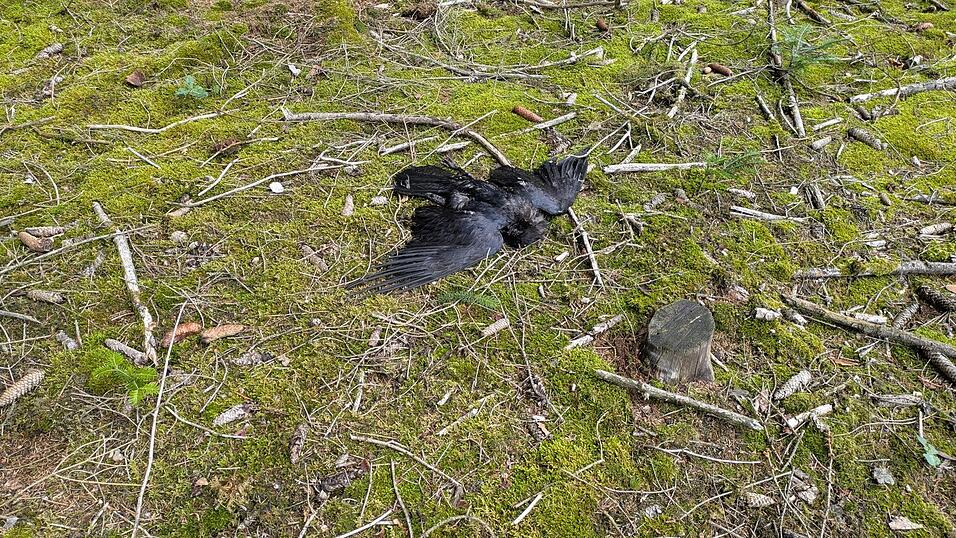 Unter den vergifteten Vögeln war auch ein Kolkrabe. 
