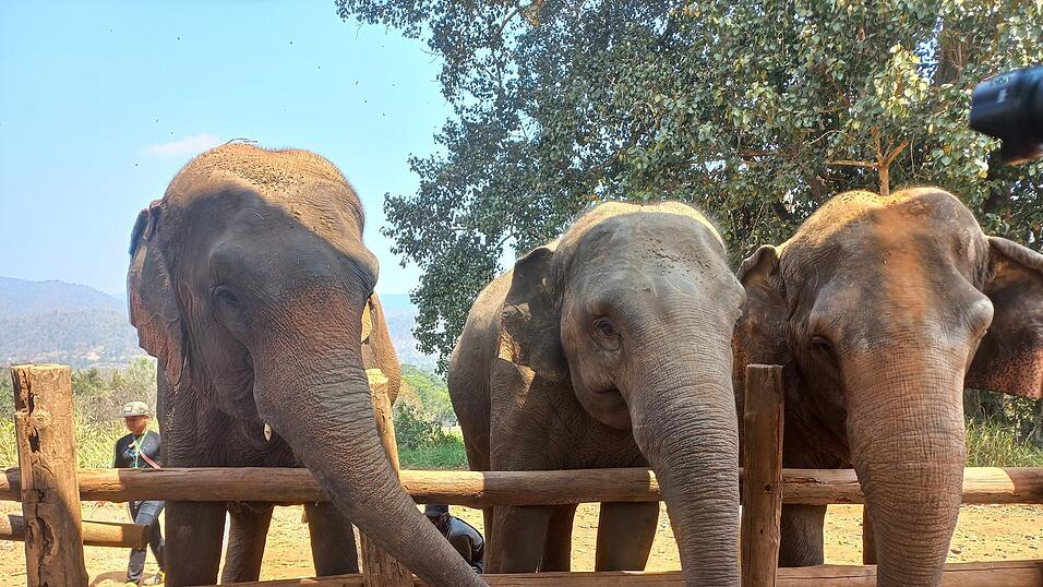 Ein Highlight meiner Zeit in Chiang Mai. Eine Tour zu Elefanten.