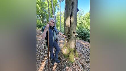 Ein Totholzbaum bietet vielen Tieren und Pflanzen Versteck und Heimat. Er ist ein Zeichen von gro&szlig;er Strukturvielfalt.