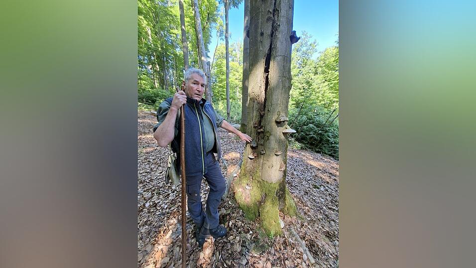 Ein Totholzbaum bietet vielen Tieren und Pflanzen Versteck und Heimat. Er ist ein Zeichen von gro&szlig;er Strukturvielfalt.