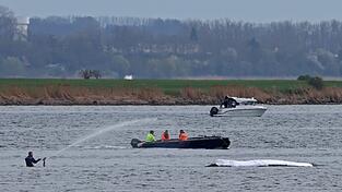 Die Rettungsaktion l&auml;uft, aber der Wal sollte am Samstag nicht mehr transportiert werden.