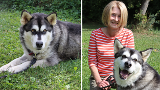 Conny Räbiger, zweite Vorsitzende des Tierschutzvereins Straubing, betont: „Sie ist eine ganz Lustige“ und hofft, dass Cleo bald eine Familie findet. Conny Räbiger, zweite Vorsitzende des Tierschutzvereins Straubing, betont: „Sie ist eine ganz Lustige“ und hofft, dass Cleo bald eine Familie findet.