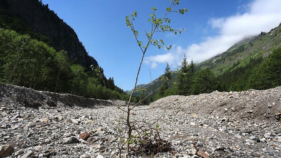 Ein junger Baum steht in dem durch Flussbaumaßnahmen begradigten Rappenalpbach im Rappenalptal. (Archivbild) Ein junger Baum steht in dem durch Flussbaumaßnahmen begradigten Rappenalpbach im Rappenalptal. (Archivbild)