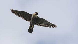 Nachwuchs für die Nürnberger Wanderfalken: Das erste Ei des Jahres wurde am Dienstag gelegt. (Symbolbild) Nachwuchs für die Nürnberger Wanderfalken: Das erste Ei des Jahres wurde am Dienstag gelegt. (Symbolbild)