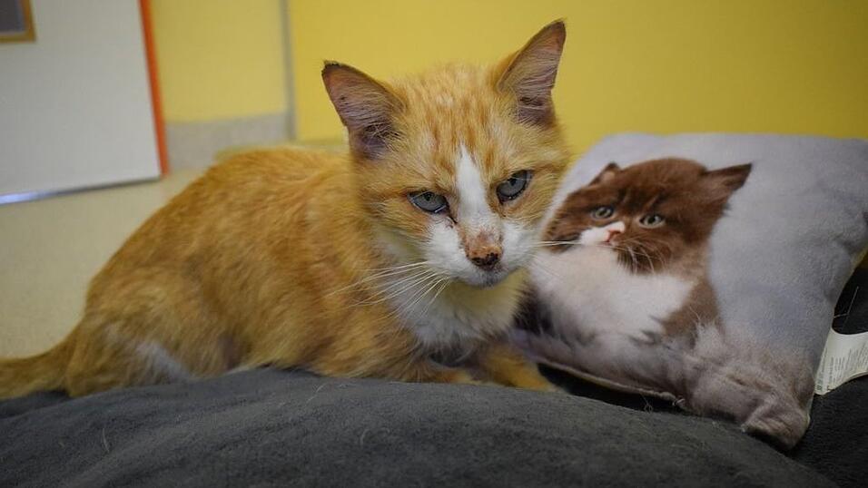 Robin freut sich &uuml;ber Streicheleinheiten.