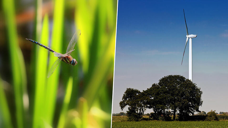 Sie kümmern sich um die Artenvielfalt in der Region und haben erneuerbare Energien wie Windräder im Blick: Biodiversitätsberater und Klimaschutzmanager. Sie kümmern sich um die Artenvielfalt in der Region und haben erneuerbare Energien wie Windräder im Blick: Biodiversitätsberater und Klimaschutzmanager.