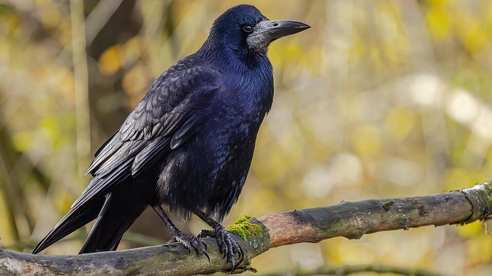 Die angek&uuml;ndigte Saatkr&auml;hen-Studie hat inzwischen begonnen.