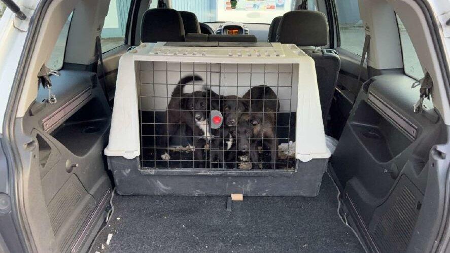 Diese Hundewelpen wurden in dem Auto entdeckt. Diese Hundewelpen wurden in dem Auto entdeckt.