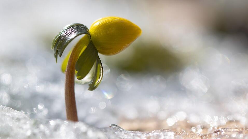 Wenn es wieder w&auml;rmer wird, erwacht die Natur.