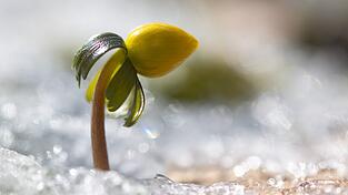 Wenn es wieder w&auml;rmer wird, erwacht die Natur.