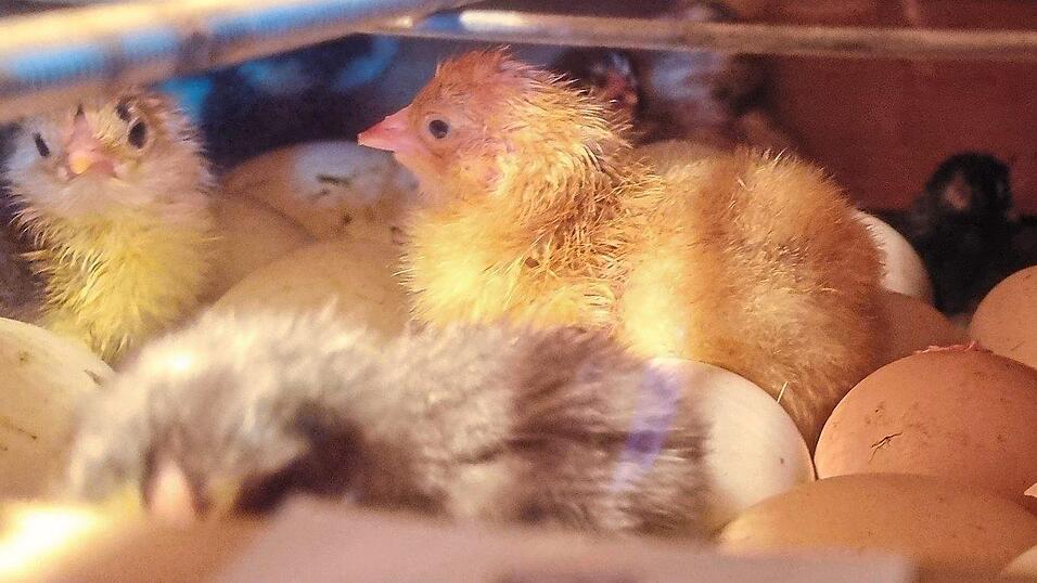 Im Schlupfbrüter befreien sich die Küken aus der Schale. Im Schlupfbrüter befreien sich die Küken aus der Schale.