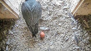 Das erste Ei der Wanderfalken-Brutsaison 2026 wurde am Mittwochmorgen im Nistkasten des Regensburger Rathausturms entdeckt.