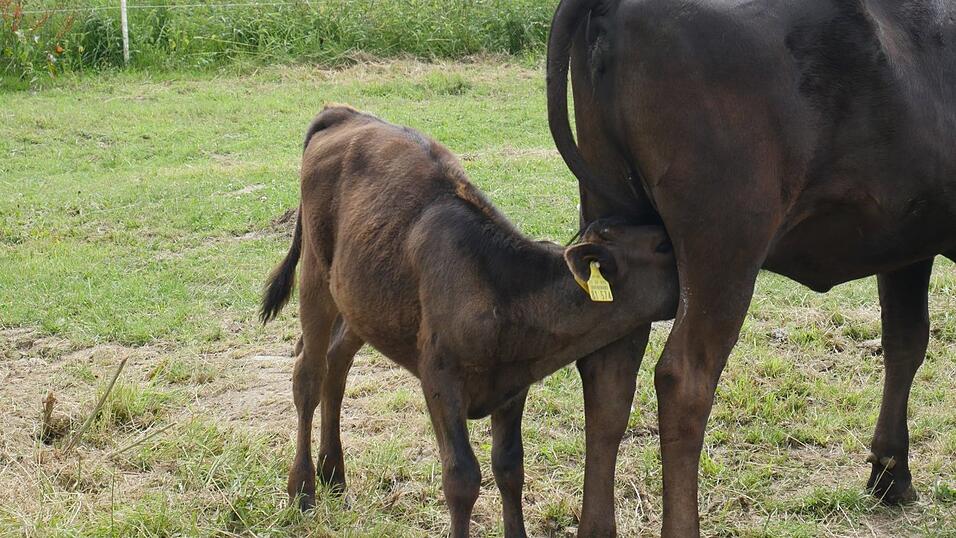 Sein neuestes Projekt: Wagyu-Rinder. Sein neuestes Projekt: Wagyu-Rinder.