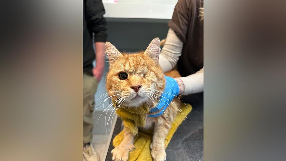 Eine auf einem Auge erblindete Katze. Die BeEsitzerinhatte sich besonders um Handicap-Katzen gek&uuml;mmert, bevor sie ins Krankenhaus eingeliefert wurde