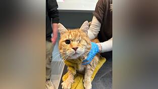 Eine auf einem Auge erblindete Katze. Die BeEsitzerinhatte sich besonders um Handicap-Katzen gek&uuml;mmert, bevor sie ins Krankenhaus eingeliefert wurde