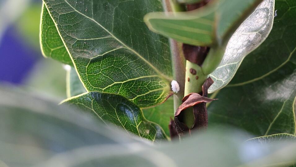 Danach suchen die australischen Marienkäfer: eine Schmierlaus. Danach suchen die australischen Marienkäfer: eine Schmierlaus.