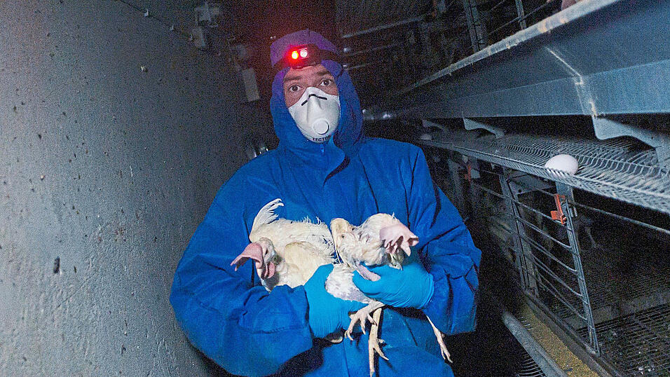 Weit nach Mitternacht holen die Helfer vom Verein „Rettet das Huhn“ in wenigen Stunden Hunderte von Legehennen aus einem Betrieb. Bis zu 3.500 Hühner vermittelt der Verein jährlich im Süden Deutschlands. Weit nach Mitternacht holen die Helfer vom Verein „Rettet das Huhn“ in wenigen Stunden Hunderte von Legehennen aus einem Betrieb. Bis zu 3.500 Hühner vermittelt der Verein jährlich im Süden Deutschlands.