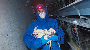 Weit nach Mitternacht holen die Helfer vom Verein „Rettet das Huhn“ in wenigen Stunden Hunderte von Legehennen aus einem Betrieb. Bis zu 3.500 Hühner vermittelt der Verein jährlich im Süden Deutschlands.
